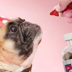 CBD Oil and Edibles for Dogs