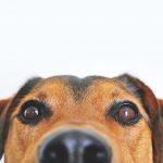 The Most Important Pet Health Concerns For Owners to Consider
