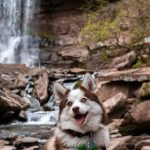 3 Benefits of CBD for your Pomsky