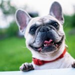 6 Dog Breeds Great for Apartments