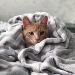 6 Must-Haves For Cat People