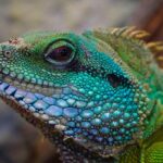 6 Things You Should Know Before Getting Reptiles For Pets