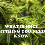 What is HHC? Everything You Need To Know