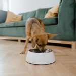 Will Grain-Free Dog Food Help With Gas?