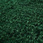 5 Factors to Keep in Mind Before Installing a Turf