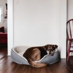Dog-Approved Indoor Entertainment: 6 Easy Ways to Keep Your Pup Busy