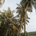 Tropical Charms: Embark on These Top 8 Kerala Tours for an Exquisite Getaway