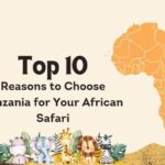 Top 10 Reasons to Choose Tanzania for Your African Safari
