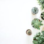 Beautifying Your Space and Home with Artificial Succulents