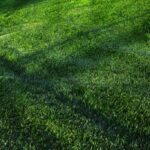 Why Carefully Selecting Your Kikuyu Turf Supplier Matters
